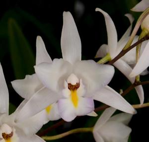 Laelia albida