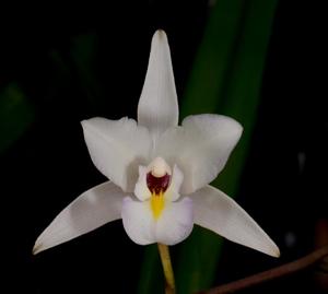 Laelia albida