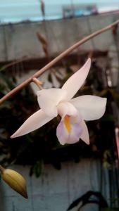 Laelia albida