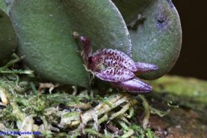 Acianthera rostellata