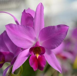 Laelia anceps