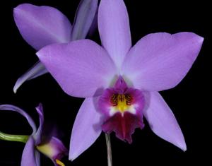 Laelia anceps