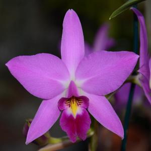 Laelia anceps