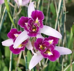 Laelia anceps