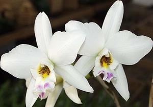 Laelia anceps