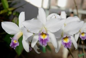 Laelia anceps