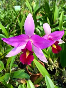 Laelia anceps