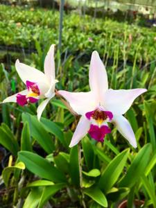 Laelia anceps