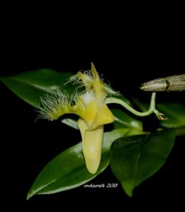 Dendrobium terengganuensis