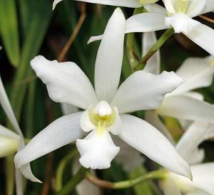 Laelia autumnalis