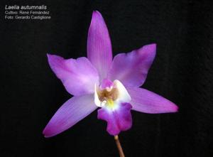 Laelia autumnalis