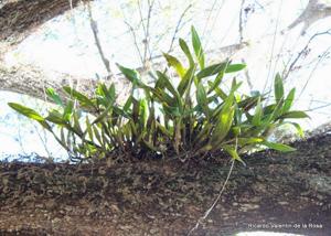 Laelia lueddemannii