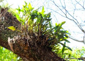 Laelia lueddemannii