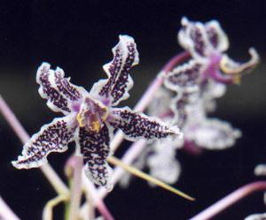 Laelia lyonsii