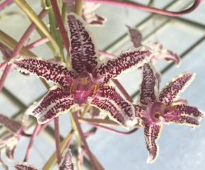 Laelia lyonsii