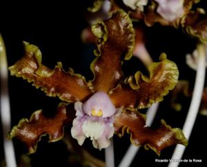 Laelia marginata