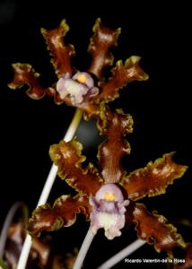 Laelia marginata