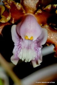 Laelia marginata