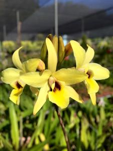 Laelia aurea