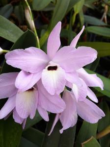 Laelia rubescens