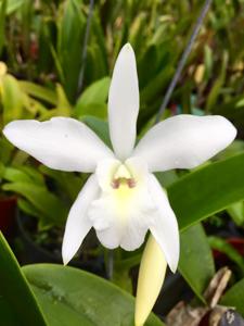 Laelia speciosa