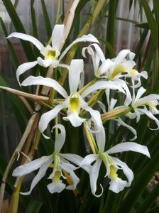 Laelia superbiens