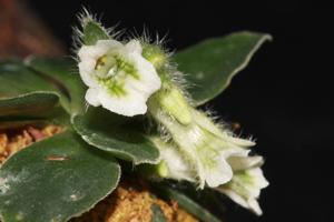 Lankesterella ceracifolia