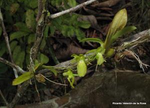 Leochilus puertoricensis