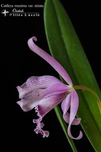 Cattleya maxima