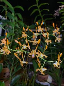 Dendrobium tangerinum