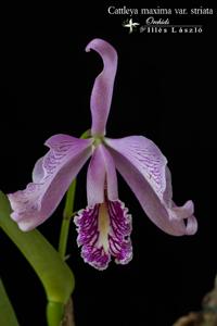 Cattleya maxima