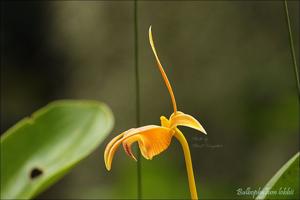 Bulbophyllum lobbii