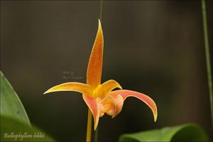 Bulbophyllum lobbii