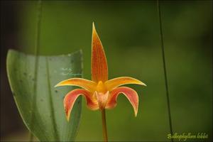 Bulbophyllum lobbii