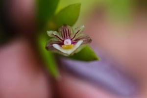 Dendrobium albayense