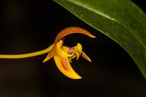 Bulbophyllum dearei