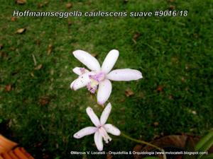 Cattleya caulescens