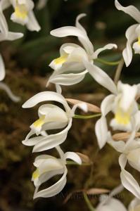 Coelogyne mossiae