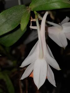 Dendrobium chapaense