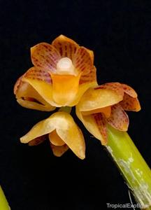 Dendrobium dantaniense