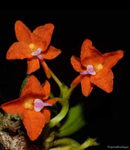 Ceratocentron fesselii