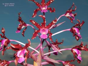 Laelia splendida