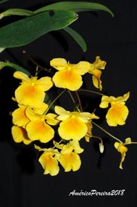 Dendrobium lindleyi