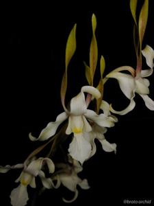 Dendrobium strepsiceros