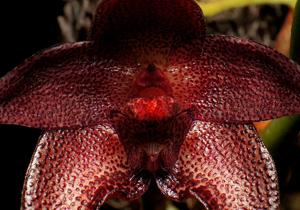 Bulbophyllum elevatopunctatum