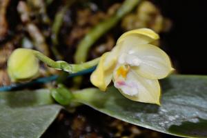 Phalaenopsis floresensis