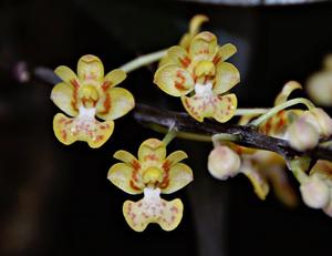 Phalaenopsis chibae