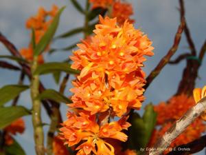 Dendrobium bullenianum