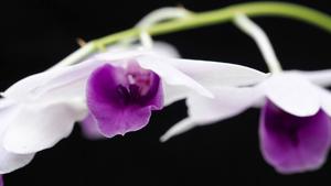 Dendrobium williamsianum