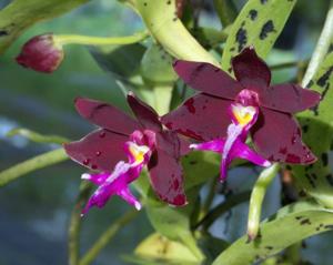 Trichoglottis atropurpurea